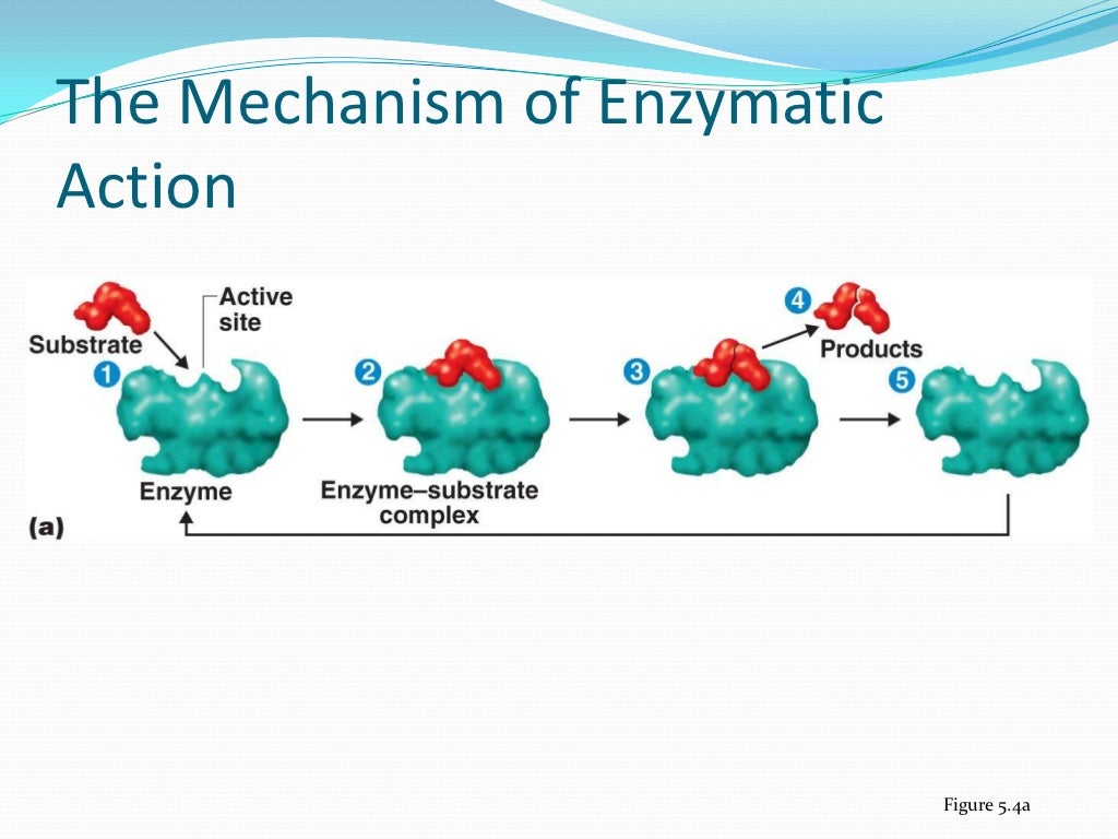 MIC310 (Microbial Physiology) Chapter 4 Enzymes