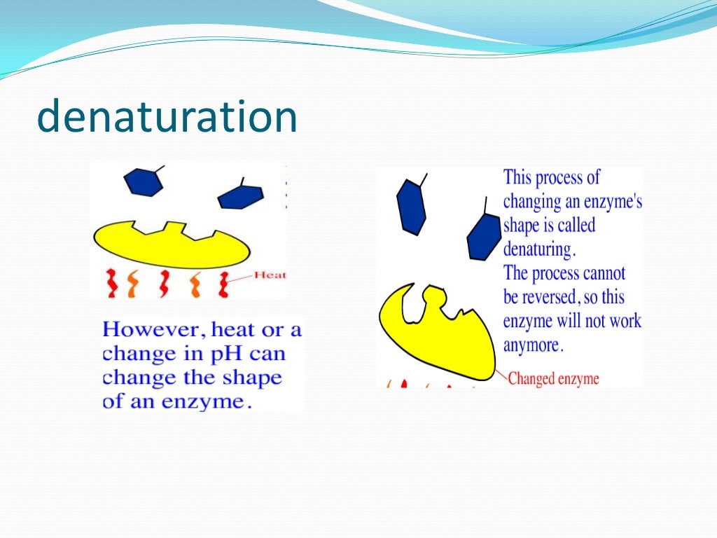 MIC310 (Microbial Physiology) Chapter 4 Enzymes