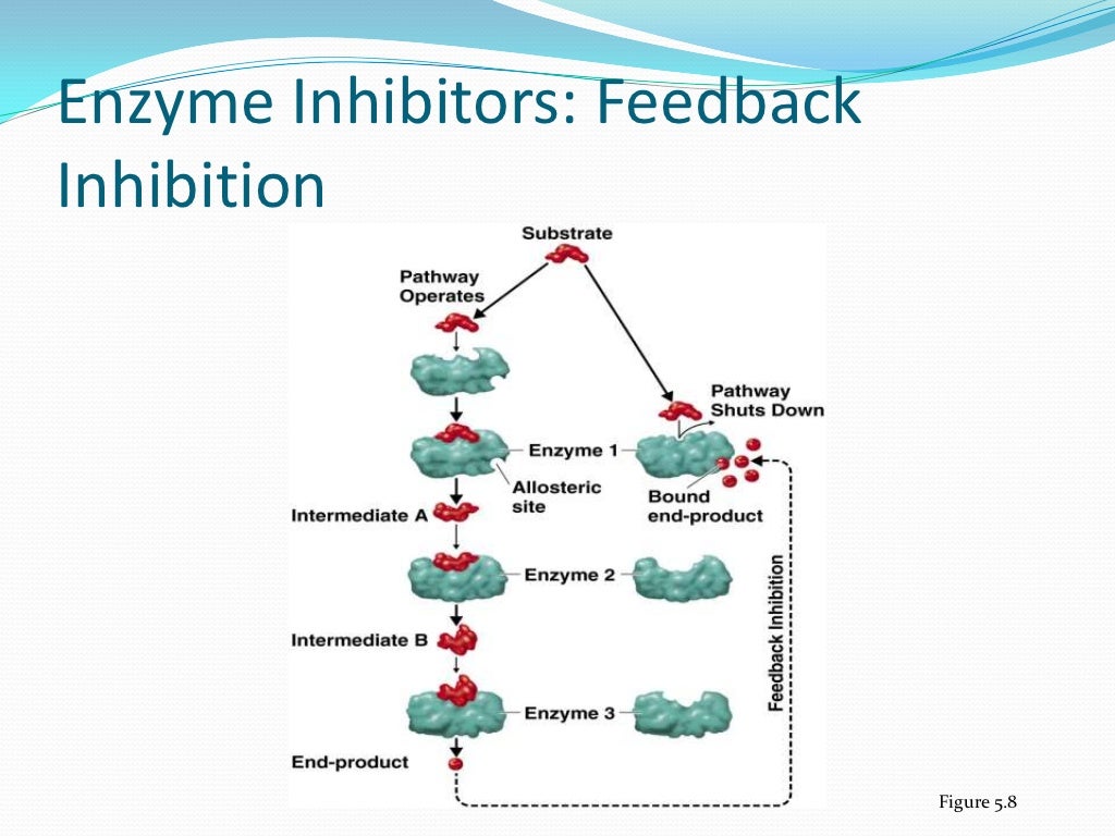 MIC310 (Microbial Physiology) Chapter 4 Enzymes