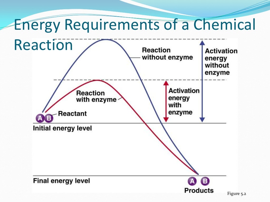 MIC310 (Microbial Physiology) - Chapter 4 : Enzymes