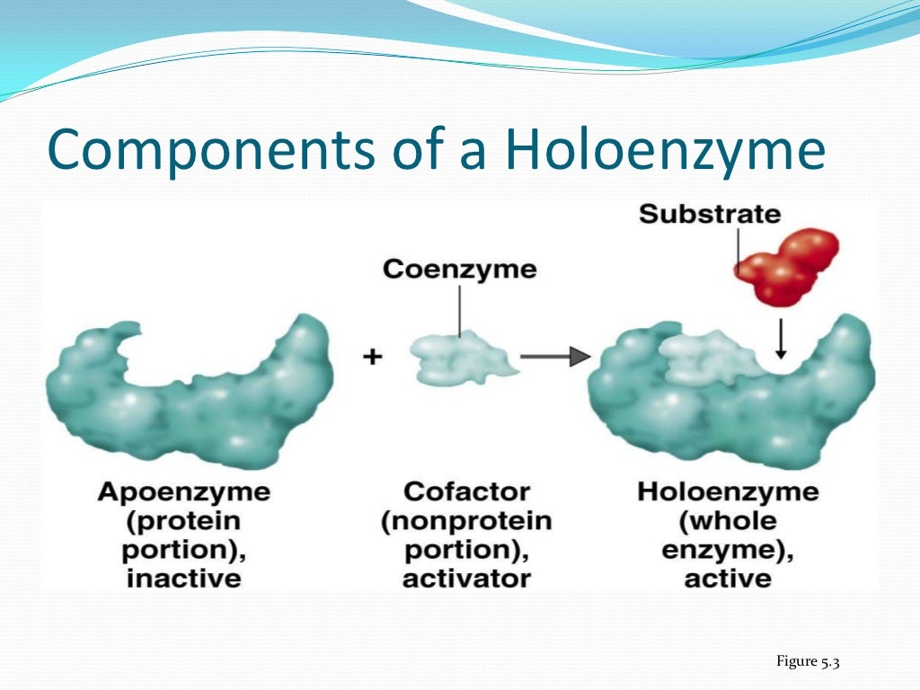 MIC310 (Microbial Physiology) Chapter 4 Enzymes