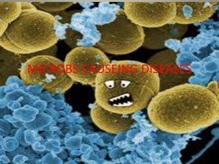 MICROBS CAUSEING DISEASES 
 