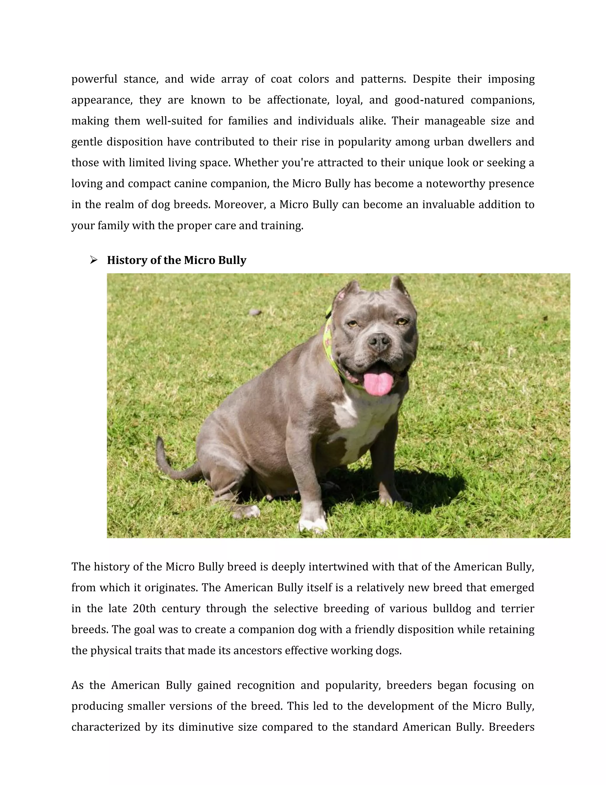 American Micro Bully Dog: The Ideal Companion for Families | PDF