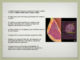 la unidad funcional básica en la mama es el lóbulo, también llamada la  unidad terminal ductal lobular (TDLU). El TDLU consta de 10-100 acinos, que drenan en el conducto terminal. El conducto terminal desemboca en conductos más grandes y finalmente en el conducto principal del segmento, que desemboca en el pezón. La mama contiene 15 a 18 segmentos, que contienen cada uno 20 a 40 lóbulos. la mayoría de los cánceres invasivos surgen de la TDLU. También es  EL origen del CDIS, CLIS , fibroadenoma y la enfermedad fibroquística, como quistes, metaplasia apocRINA, adenosis y epiteliosis La mayoría de las calcificaciones SE ALOJAN EN  los conductos terminales (calcificaciones intraductales) o dentro de los acinos (calcificaciones lobularES). 