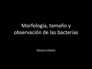 Morfología, tamaño y
observación de las bacterias


         Sylvana Chávez
 