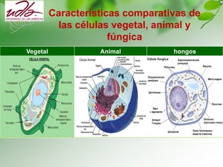 Características comparativas de
las células vegetal, animal y
fúngica
Vegetal Animal hongos
Célula fúngica
 