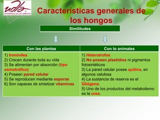 Características generales de
los hongos
Similitudes
Con las plantas Con lo animales
1) Inmóviles
2) Crecen durante toda su vida
3) Se alimentan por absorción (tipo
osmotrófico)
4) Poseen pared celular
5) Se reproducen mediante esporas
6) Son capaces de sintetizar vitaminas
1) Heterotrofos
2) No poseen plastidios ni pigmentos
fotosintéticos
3) La pared celular posee quitina, en
algunos celulosa
4) La sustancia de reserva es el
Gliógeno.
5) Uno de los productos del metabolismo
es la urea.
 