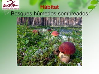Hábitat
Bosques húmedos sombreados
 
