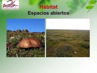 Hábitat
Espacios abiertos
 