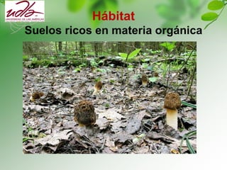 Hábitat
Suelos ricos en materia orgánica
 