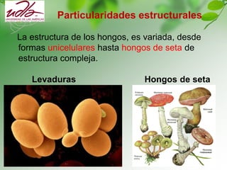 Particularidades estructurales
La estructura de los hongos, es variada, desde
formas unicelulares hasta hongos de seta de
estructura compleja.
Levaduras Hongos de seta
грибы
 