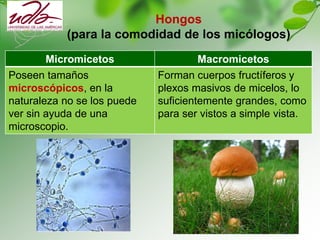 Hongos
(para la comodidad de los micólogos)
Micromicetos Macromicetos
Poseen tamaños
microscópicos, en la
naturaleza no se los puede
ver sin ayuda de una
microscopio.
Forman cuerpos fructíferos y
plexos masivos de micelos, lo
suficientemente grandes, como
para ser vistos a simple vista.
 
