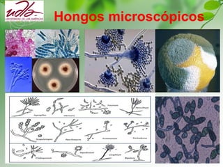 Hongos microscópicos
 
