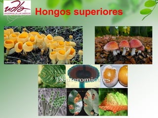 Hongos superiores
 