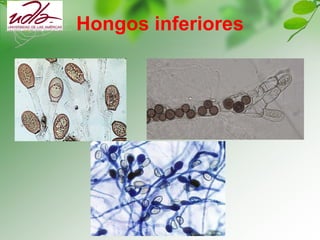 Hongos inferiores
 