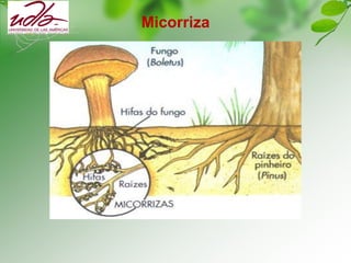 Micorriza
 