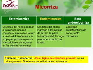 Micorriza
Ectomicorriza Endomicorriza Ecto-
endomicorriza
Las hifas del hongo, rodean
a la raíz con una red
compacta, atraviesan la raíz
a través del rizoderma y se
propagan por los espacios
intercelulares sin ingresar
en las células radiculares
Las hifas del hongo
ingresan a las células
de la raíz, la parte
fundamental del hongo
permanece dentro de
la raíz.
Conjugan
características de
endo y ecto
micorrizas.
Epiblema, o rizoderma - Es el tejido de cobertura primario de las
raíces jóvenes. Que forma las vellosidades radiculares.
 