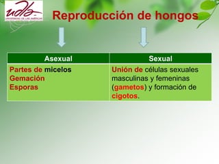 Reproducción de hongos
Asexual Sexual
Partes de micelos
Gemación
Esporas
Unión de células sexuales
masculinas y femeninas
(gametos) y formación de
cigotos.
 