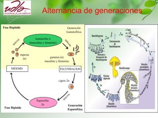 Alternancia de generaciones
 