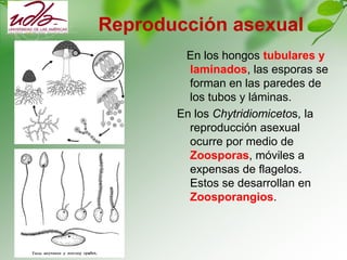 Reproducción asexual
En los hongos tubulares y
laminados, las esporas se
forman en las paredes de
los tubos y láminas.
En los Chytridiomicetos, la
reproducción asexual
ocurre por medio de
Zoosporas, móviles a
expensas de flagelos.
Estos se desarrollan en
Zoosporangios.
 