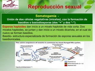 Reproducción sexual
Somatogamía -
Unión de dos células vegetativas (micelos), con la formación de
basidios o basiodiosporas (dos “+” y dos “-”).
Esporas haploides dan inicio a un micelo haploide de vida corta. Dos
micelos haploides, se juntan y dan inicio a un micelo dicariota, en el cual de
nuevo se forman basidios.
Basidio- estructura especializada de formación de esporas sexuales en los
basidiomicetes.
 