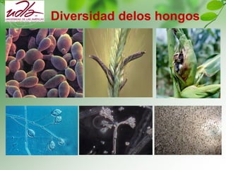 Diversidad delos hongos
 