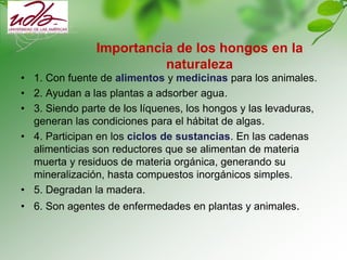 Importancia de los hongos en la
naturaleza
• 1. Con fuente de alimentos y medicinas para los animales.
• 2. Ayudan a las plantas a adsorber agua.
• 3. Siendo parte de los líquenes, los hongos y las levaduras,
generan las condiciones para el hábitat de algas.
• 4. Participan en los ciclos de sustancias. En las cadenas
alimenticias son reductores que se alimentan de materia
muerta y residuos de materia orgánica, generando su
mineralización, hasta compuestos inorgánicos simples.
• 5. Degradan la madera.
• 6. Son agentes de enfermedades en plantas y animales.
 