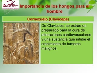 Importancia de los hongos para el
hombre
Cornezuelo (Claviceps)
De Claviceps, se extrae un
preparado para la cura de
alteraciones cardiovasculares
y una sustancia que inhibe el
crecimiento de tumores
malignos.
 