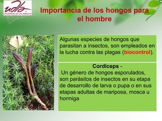 Importancia de los hongos para
el hombre
Cordiceps -
Un género de hongos esporulados,
son parásitos de insectos en su etapa
de desarrollo de larva o pupa o en sus
etapas adultas de mariposa, mosca u
hormiga
Algunas especies de hongos que
parasitan a insectos, son empleados en
la lucha contra las plagas (biocontrol).
 