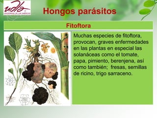 Hongos parásitos
Fitoftora
Muchas especies de fitoftora,
provocan, graves enfermedades
en las plantas en especial las
solanáceas como el tomate,
papa, pimiento, berenjena, así
como también; fresas, semillas
de ricino, trigo sarraceno.
 