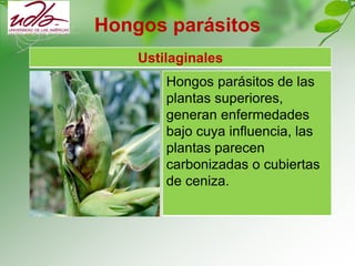 Hongos parásitos
Ustilaginales
Hongos parásitos de las
plantas superiores,
generan enfermedades
bajo cuya influencia, las
plantas parecen
carbonizadas o cubiertas
de ceniza.
 