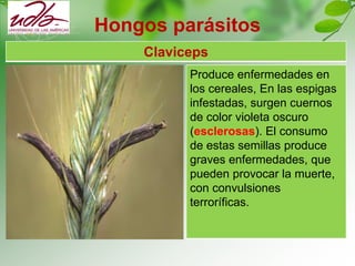 Hongos parásitos
Claviceps
Produce enfermedades en
los cereales, En las espigas
infestadas, surgen cuernos
de color violeta oscuro
(esclerosas). El consumo
de estas semillas produce
graves enfermedades, que
pueden provocar la muerte,
con convulsiones
terroríficas.
 