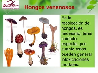 Hongos venenosos
En la
recolección de
hongos, es
necesario, tener
cuidado
especial, por
cuanto estos
pueden generar
intoxicaciones
mortales.
 