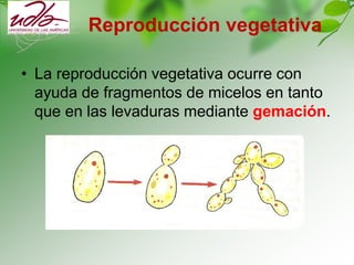 Reproducción sexual
Somatogamía -
Unión de dos células vegetativas (micelos), con la formación de
basidios o basiodiospora...
