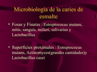 Microbiología de la caries de
             esmalte
• Fosas y Fisuras : Estreptococus mutans,
  mitis, sanguis, milleri, salivarius y
  Lactobacillus

• Superficies proximales : Estreptococus
  mutans, Actinomyces(grandes cantidades)y
  Lactobacillus casei
 