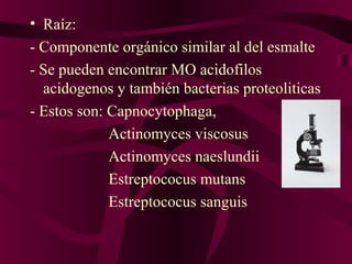 • Raíz:
- Componente orgánico similar al del esmalte
- Se pueden encontrar MO acidofilos
  acidogenos y también bacterias proteoliticas
- Estos son: Capnocytophaga,
             Actinomyces viscosus
             Actinomyces naeslundii
             Estreptococus mutans
             Estreptococus sanguis
 