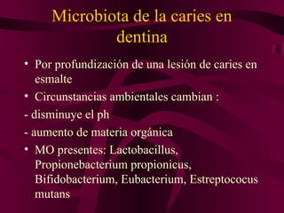 Microbiota de la caries en
             dentina
• Por profundización de una lesión de caries en
   esmalte
• Circunstancias ambientales cambian :
- disminuye el ph
- aumento de materia orgánica
• MO presentes: Lactobacillus,
   Propionebacterium propionicus,
   Bifidobacterium, Eubacterium, Estreptococus
   mutans
 