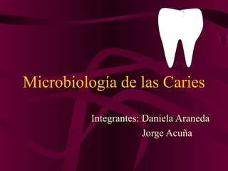 Microbiología de las Caries
Integrantes: Daniela Araneda
Jorge Acuña
 