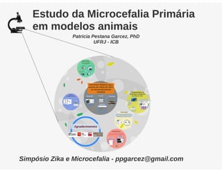 Estudos da microcefalia em modelos animais