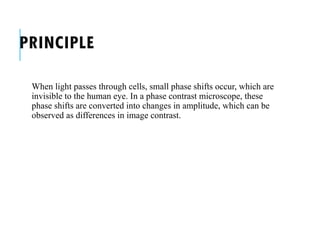 PRINCIPLE
When light passes through cells, small phase shifts occur, which are
invisible to the human eye. In a phase contrast microscope, these
phase shifts are converted into changes in amplitude, which can be
observed as differences in image contrast.
 
