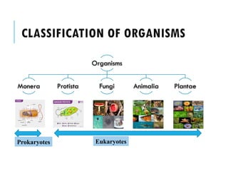 CLASSIFICATION OF ORGANISMS
Organisms
Monera Protista Fungi Animalia Plantae
Prokaryotes Eukaryotes
 