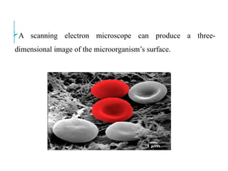 A scanning electron microscope can produce a three-
dimensional image of the microorganism’s surface.
 