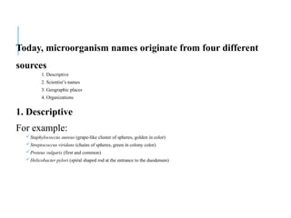 Today, microorganism names originate from four different
sources
1. Descriptive
2. Scientist’s names
3. Geographic places
4. Organizations
1. Descriptive
For example:
Staphylococcus aureus (grape-like cluster of spheres, golden in color)
Streptococcus viridans (chains of spheres, green in colony color)
Proteus vulgaris (first and common)
Helicobacter pylori (spiral shaped rod at the entrance to the duodenum)
 