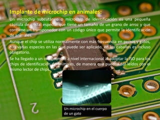 Implante de microchip en animales:
Un microchip subcutáneo o microchip de identificación es una pequeña
cápsula de cristal especial que tiene un tamaño de un grano de arroz y que
contiene un transponedor con un código único que permite la identificación
de animales.
Aunque el chip se utiliza normalmente con más frecuencia en perros y gatos,
hay varias especies en las que puede ser aplicado, en los caballos es incluso
obligatorio.
Se ha llegado a un compromiso a nivel internacional al adoptar la ISO para los
chips de identificación de animales, de manera que puedan ser leídos con el
mismo lector de chips.
Un microchip en el cuerpo
de un gato
 