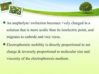 An ampholyte/ zwitterion becomes +vely charged in a
solution that is more acidic than its isoelectric point, and
migrates to cathode and vice versa.
Electrophoretic mobility is directly proportional to net
charge & inversely proportional to molecular size and
viscosity of the electrophoresis medium.
 