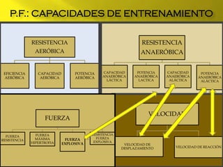 RESISTENCIA
AERÓBICA
EFICIENCIA
AERÓBICA
CAPACIDAD
AERÓBICA
POTENCIA
AERÓBICA
RESISTENCIA
ANAERÓBICA
CAPACIDAD
ANAERÓBICA
LÁCTICA
POTENCIA
ANAERÓBICA
LACTICA
CAPACIDAD
ANAERÓBICA
ALÁCTICA
POTENCIA
ANAERÓBICA
ALÁCTICA
VELOCIDAD
VELOCIDAD DE
DESPLAZAMIENTO VELOCIDAD DE REACCIÓN
FUERZA
FUERZA
RESISTENCIA
FUERZA
MÁXIMA
HIPERTROFIA
FUERZA
EXPLOSIVA
RESISTENCIA
FUERZA
EXPLOSIVA
P.F.: CAPACIDADES DE ENTRENAMIENTO
 