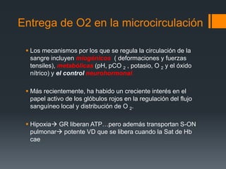 Microcirculación