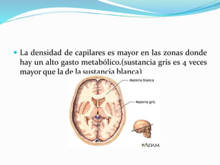  La densidad de capilares es mayor en las zonas donde
hay un alto gasto metabólico.(sustancia gris es 4 veces
mayor que la de la sustancia blanca)
 