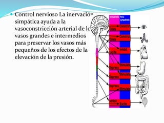  Control nervioso La inervación
simpática ayuda a la
vasoconstricción arterial de los
vasos grandes e intermedios
para preservar los vasos más
pequeños de los efectos de la
elevación de la presión.
 