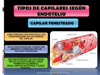CARACTERIZADO POR ENDOTELIO CON
  FENESTRACIONES EN LAS PAREDES
          DEL CAPILAR.


ESTAS FENESTRACIONES PUEDEN SER
  ABIERTAS O CERRADAS POR UN
      DELGADO DIAFRAGMA.


 SON ENCONTRADOS EN UNA DENSA
  RED EN LA PULPA DENTAL, COMO
     TAMBIÉN EN GLOMÉRULO
RENAL, MUCOSA INTESTINAL Y SURCO
             GINGIVAL.

                         DENTAL PULP Seltzer and Benders 1984 3ra edition.
 